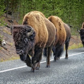Bill Scott - Intermediate Level - Themed - Yellowstone Buffalo