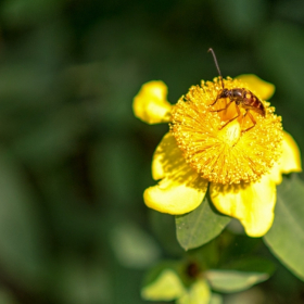 All Wood - Old Stone Fort State Park