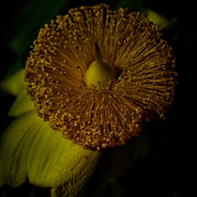 Betty Cowart - Old Stone Fort State Park