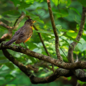Russ Tomanek - Old Stone Fort State Park