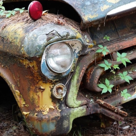 Loie Frost-Red Light Green Leaf