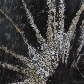 Wayne-Wilkerson-OCC-Star