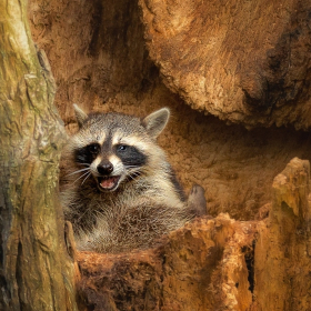 Russ Tomanek - Intermediate Level, Open Category