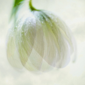 Tamra Stallings - Entry Level, Open Category