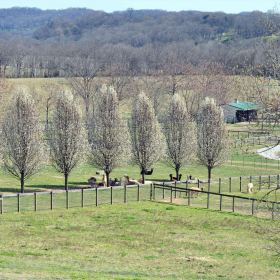 Phyllis-Tatum-Leipers-Fork-outing
