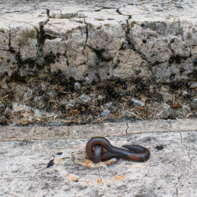 Betty-Cowart-Cannonsburgh-Village