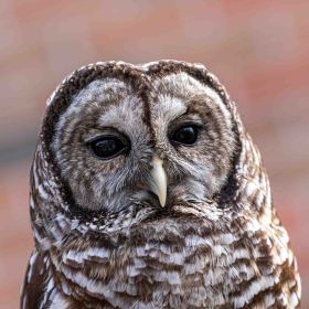 Owls-it-going