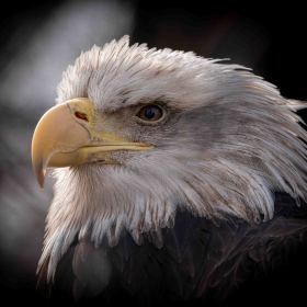 Reelfoot-Lake-Eagle-Eye