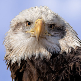 Tim-Lumley-Reelfoot-Lake