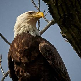 Tony-Willett-Reelfoot-Lake-Outing
