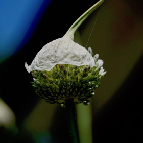 Lois-Frost-Fort.-Donelson