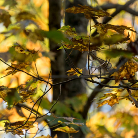 Betty Cowart - Radnor Lake Outing