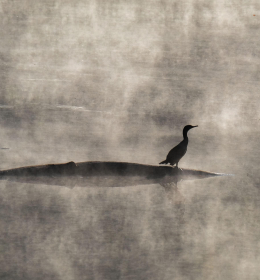 2019 November Outing - Radnor Lake