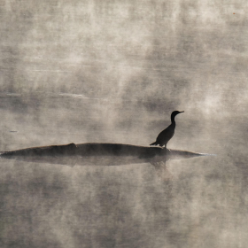 Lesley Gill - Radnor Lake Outing
