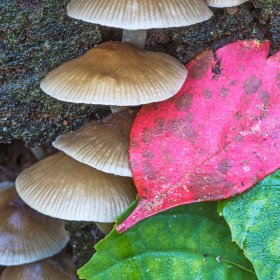 Claude Velasco - Radnor Lake Outing