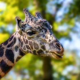 Al-Wood_Nashville-Zoo