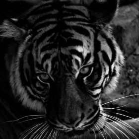 Marjorie.Pess-Nashville.Zoo_-1