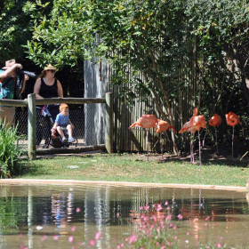 Phyllis-Tatum-Zoo-outing