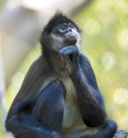 2019 September Outing - Nashville Zoo 