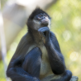Vince-Peschio-Nashville-Zoo