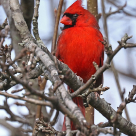 Doug Almy - Vibrant (2nd Place)