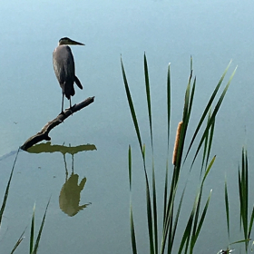 Linda Hulsey - Nature (2st Place)