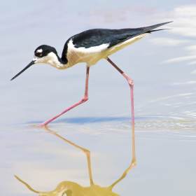 Vince Peschio - Travel (2nd Place)