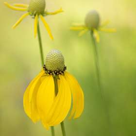 Susan Hay - Nature (2nd Place)