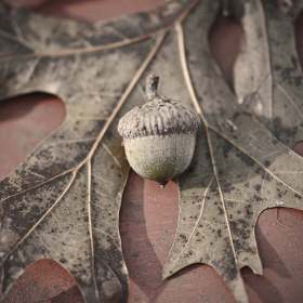 Phyllis-Tatum-Fall-Color-2nd-Place