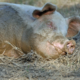 Tatum Phyllis - Happy (2nd Place)