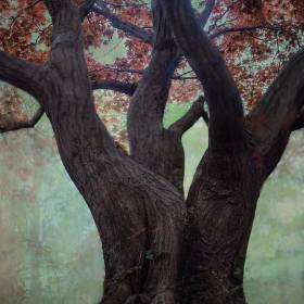 Tamra Stallings - Creative Vision (2nd Place)