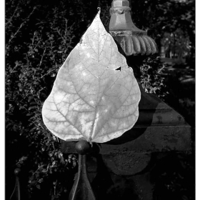 bobby-dawson-franklin-downtown-outing-2