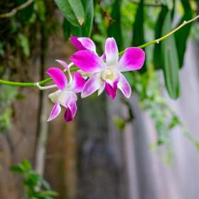 Ed Batsel - Opryland