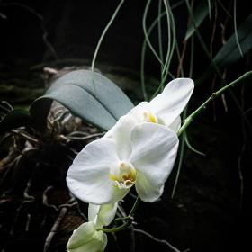 Rick Borchert - Orpyland-Hotel