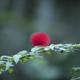 Vince Peschio - Opryland Outing