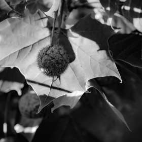 Jeremy-Teran-Harlinsdale-1