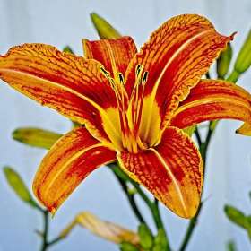 Ellington-Ag-Center-Orange-Flower
