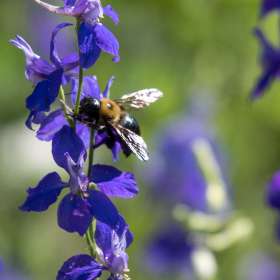 Loie-Frost-Ellington-Agricultural-Center