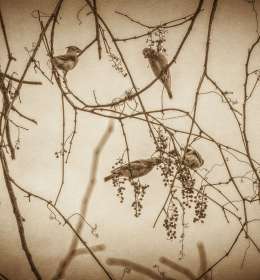 2020 November Outing - Radnor Lake