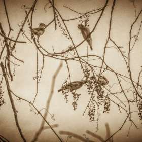 Al-Wood-Radnor-Lake-Outing