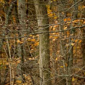 Betty-Cowart-Radnor-Lake-Outing