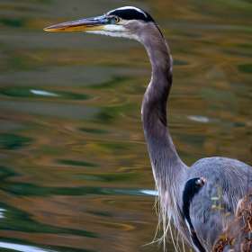 John_Mott-Radnor-Lake-Outing
