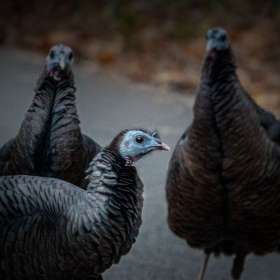 Ken-Langley-Radnor-Lake-Outing