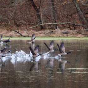 Kevin-Graham-Radnor-Lake-1