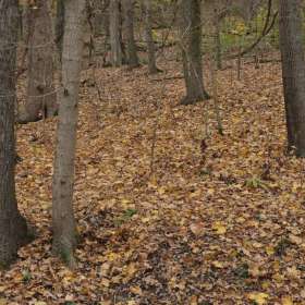Radnor-Lake-1-1