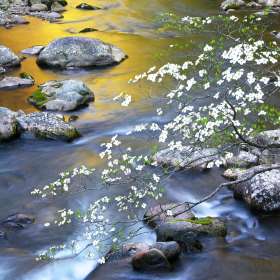 ClaudeVelasco_Middle-Prong-R.-GSMNP-IMG_5815bfs5