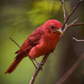 Durwood-Edwards-SummerTanagerBeamanPark