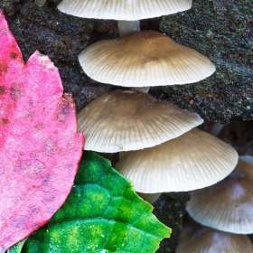 Claude-Velasco-Open-Jt.-2nd-Place