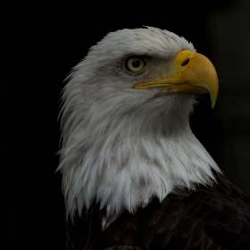 Vince Peschio - Open (1st Place)