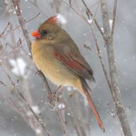 Elizabeth-Stead-Cold-2nd-Place-January